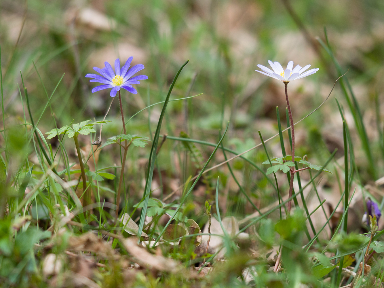 Изображение особи Anemone banketovii.