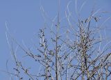 genus Ulmus