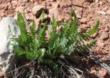 Achillea filipendulina