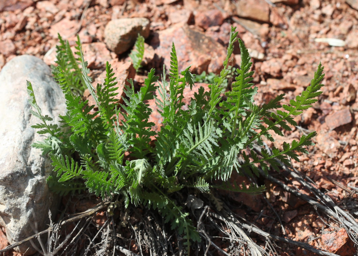 Изображение особи Achillea filipendulina.