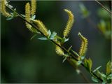 Salix triandra