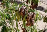 Leucaena leucocephala. Верхушка ветви с плодами разной степени зрелости. Египет, мухафаза Асуан, г. Ком-Омбо, в культуре. 05.05.2023.