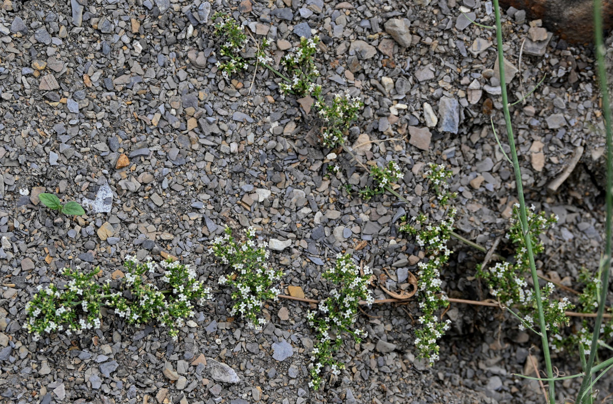 Image of Galium vartanii specimen.