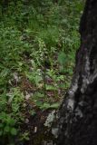 Platanthera bifolia