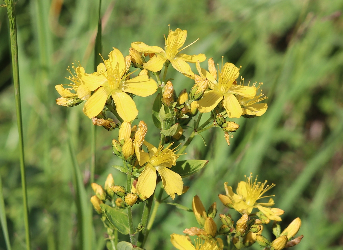 Image of Hypericum hirsutum specimen.