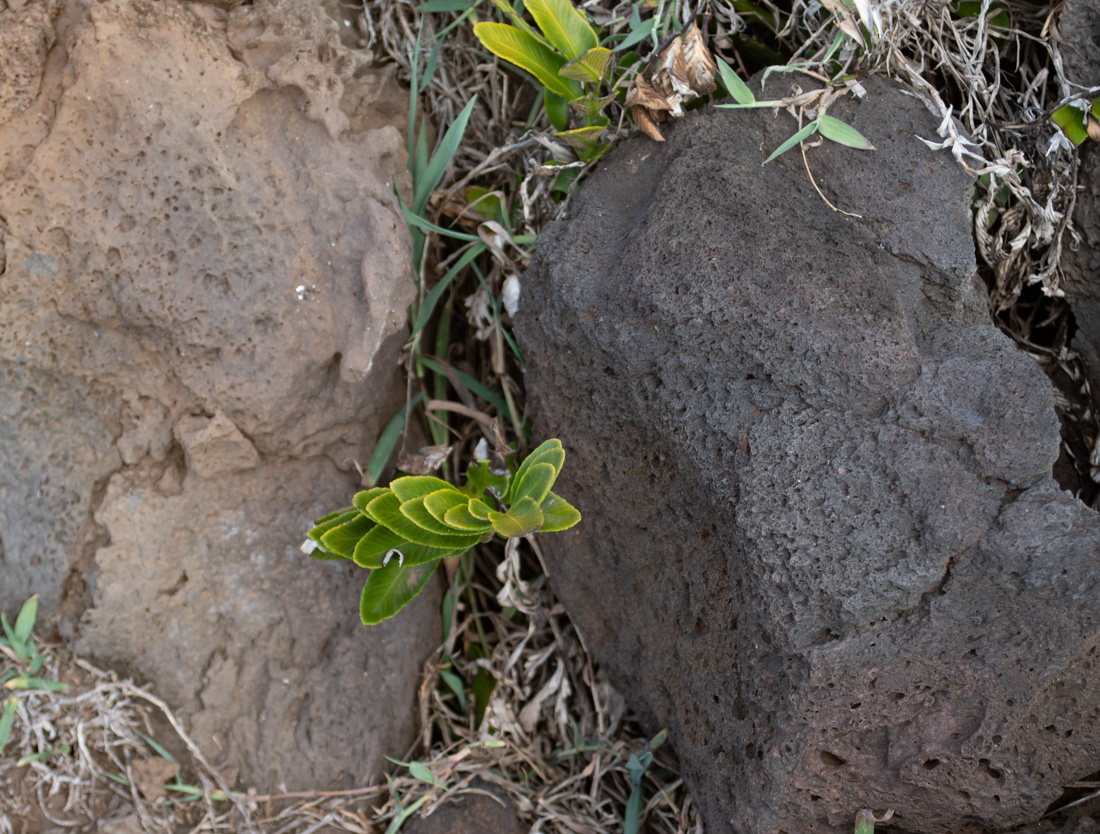 Image of Asplenium decurrens specimen.