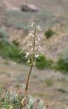 Himantoglossum caprinum. Цветущее растение. Крым, окр. Феодосии, Лисья бухта, пустынно-степной глинистый склон. 9 июня 2023 г.