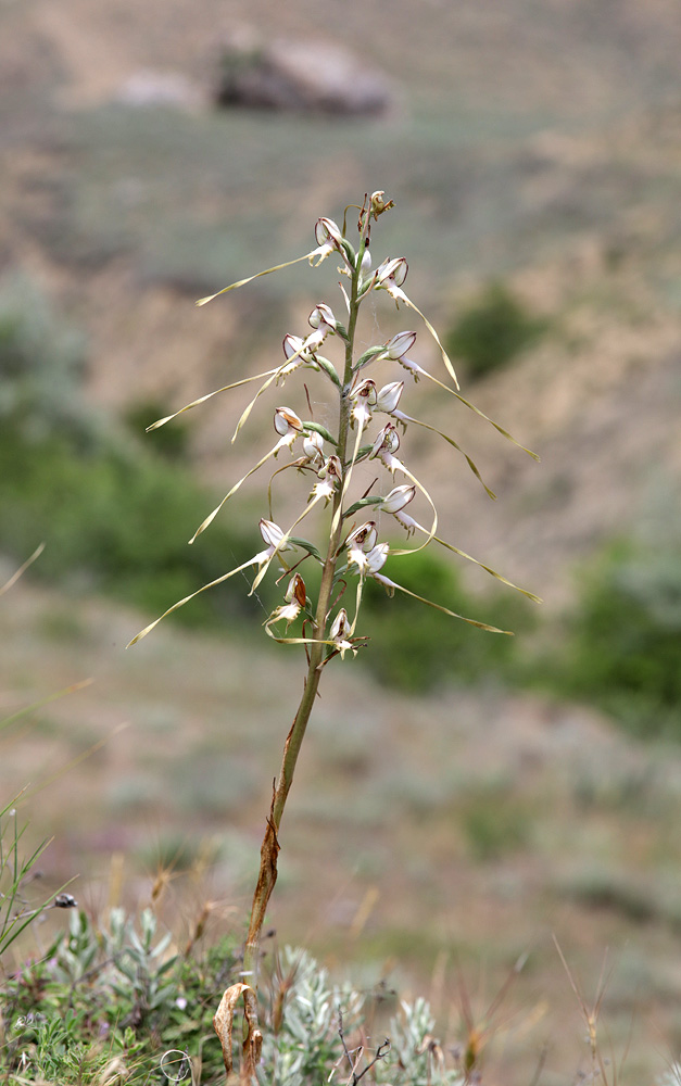 Изображение особи Himantoglossum caprinum.