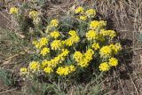 Alyssum lenense