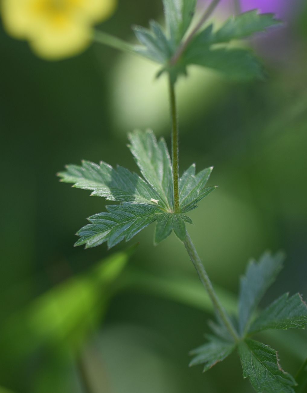 Изображение особи Potentilla erecta.