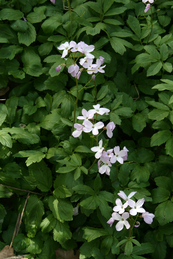 Image of Cardamine quinquefolia specimen.