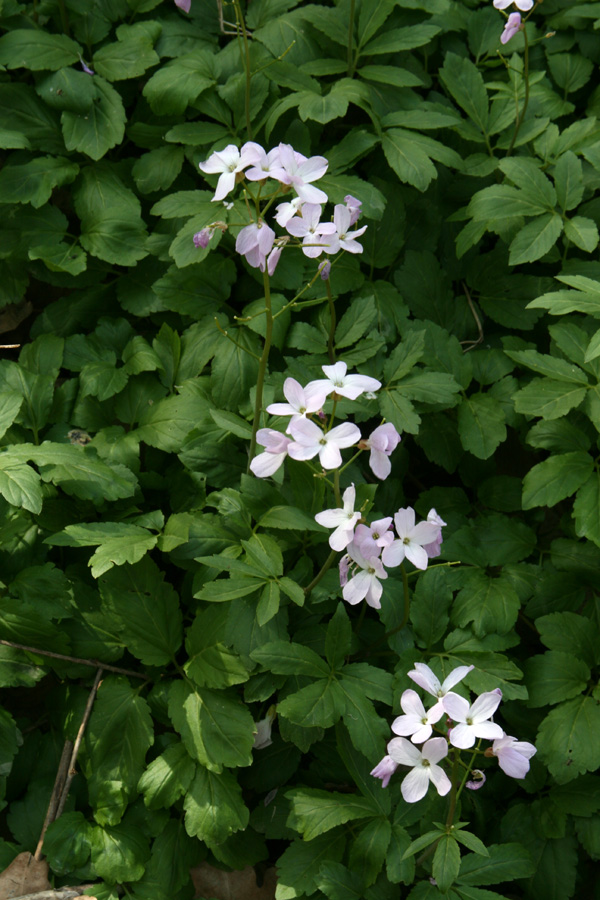 Изображение особи Cardamine quinquefolia.