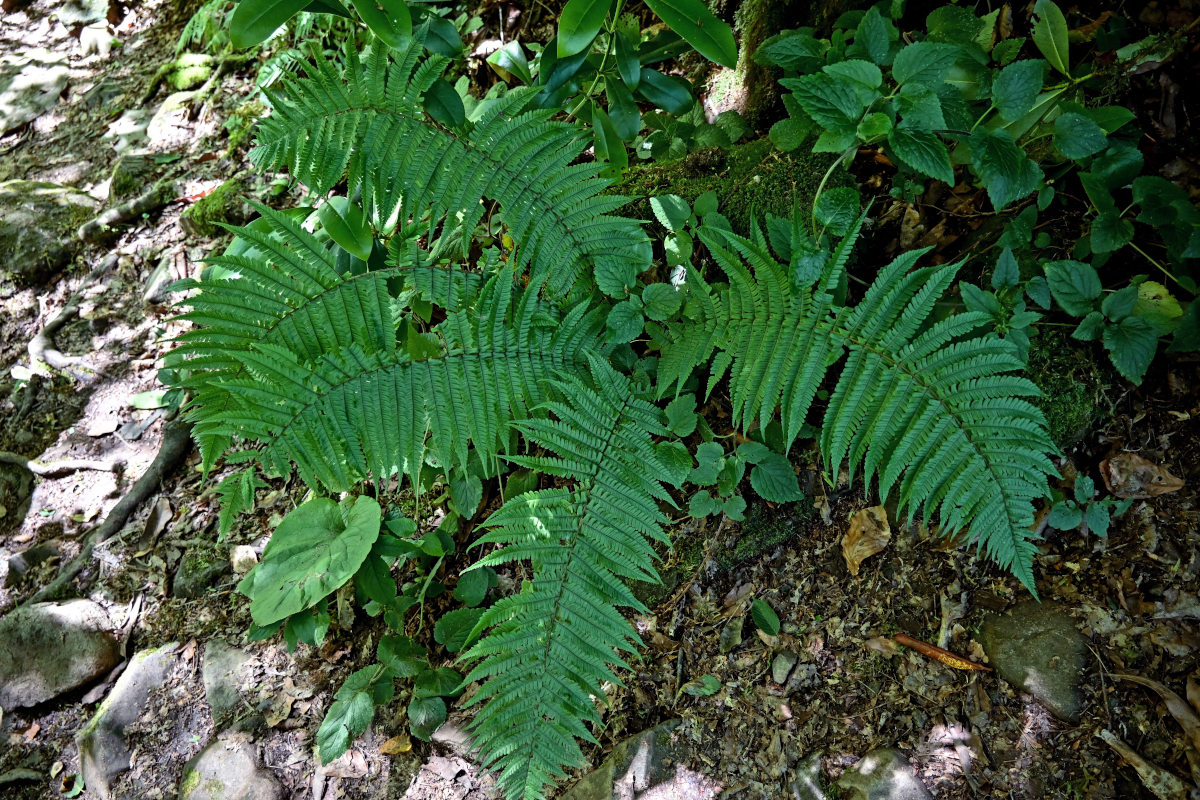 Image of Dryopteris filix-mas specimen.