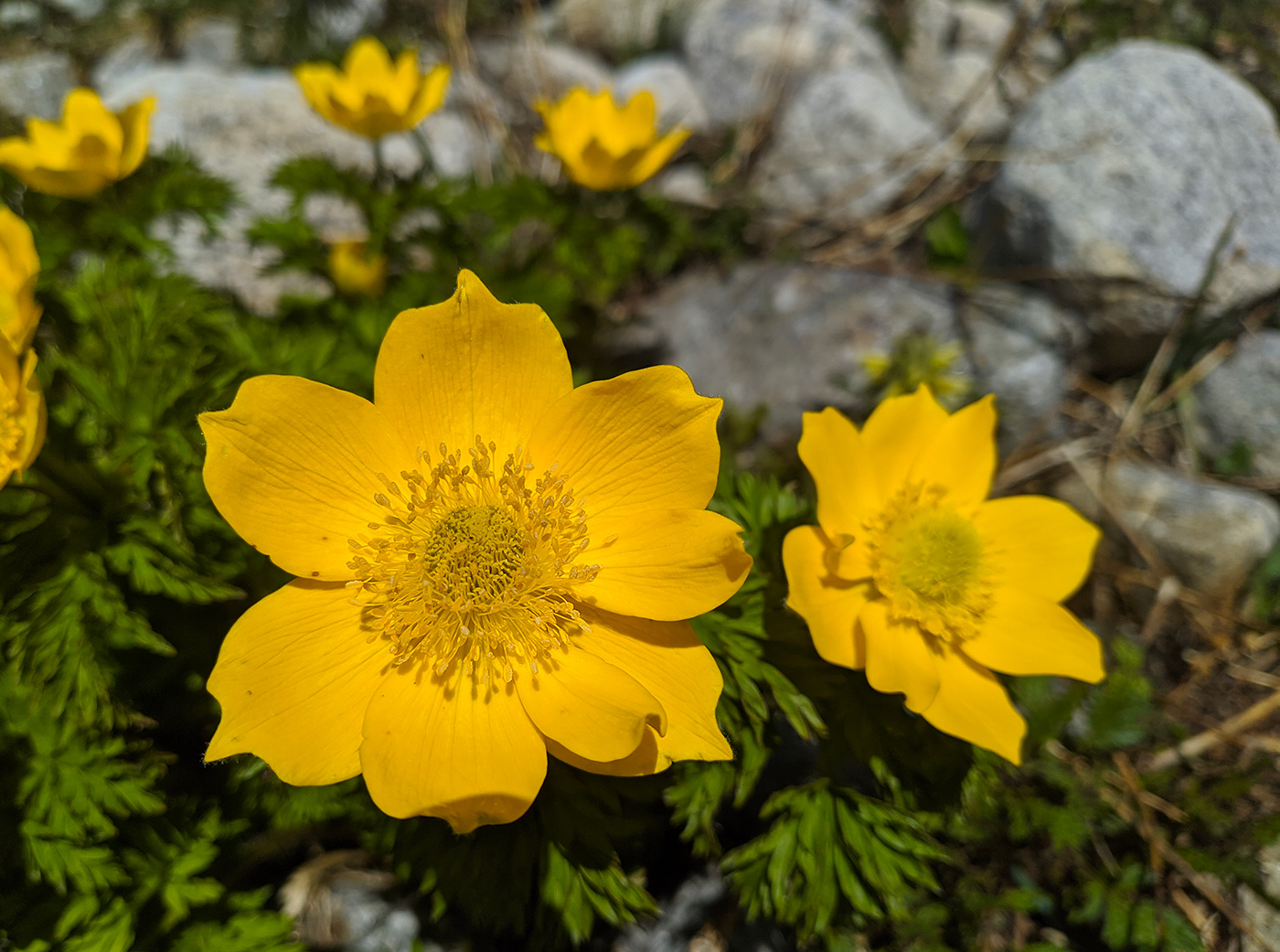 Изображение особи Pulsatilla aurea.