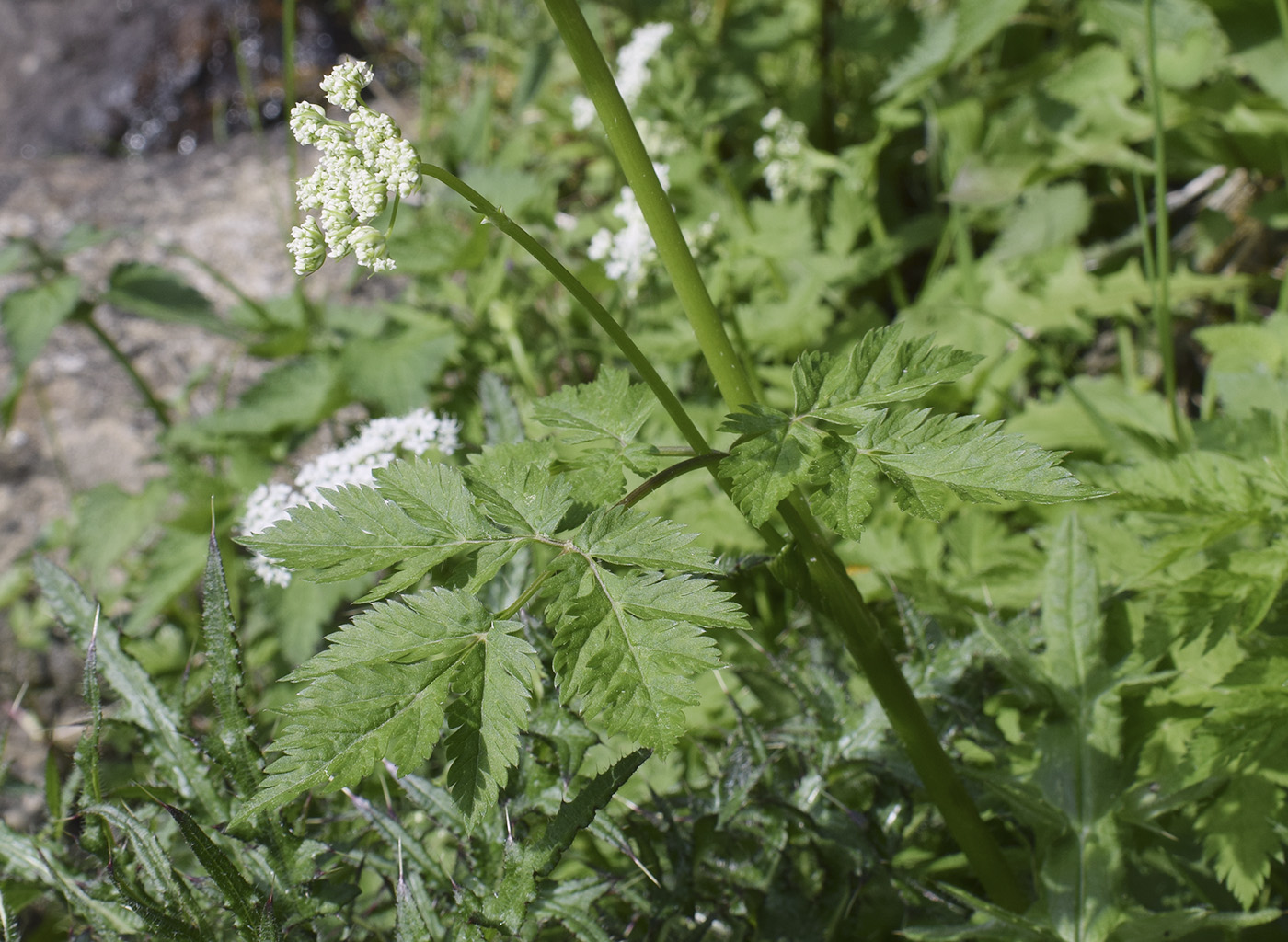 Изображение особи Peucedanum ostruthium.