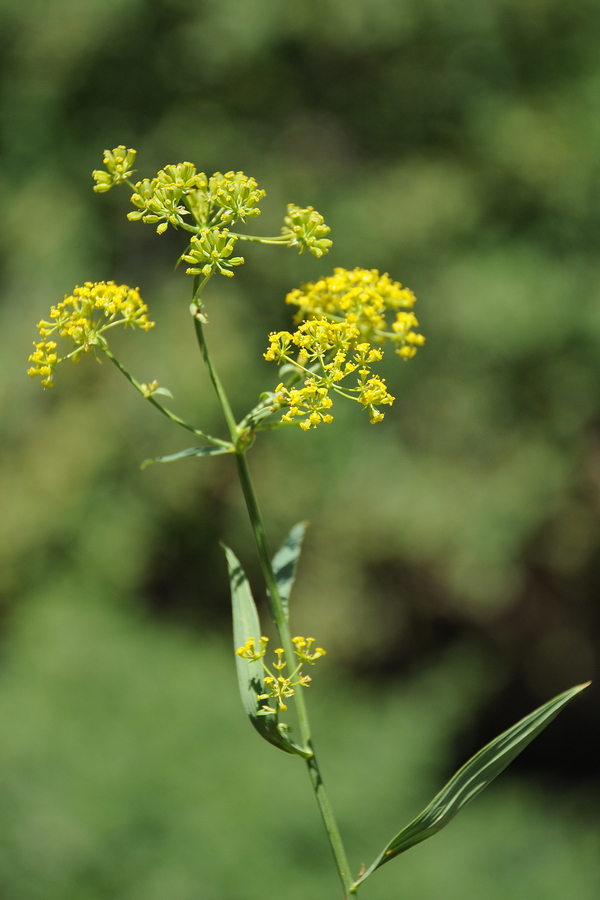 Image of Bupleurum exaltatum specimen.