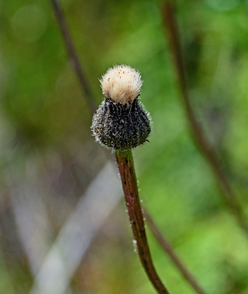 Изображение особи Trommsdorffia maculata.