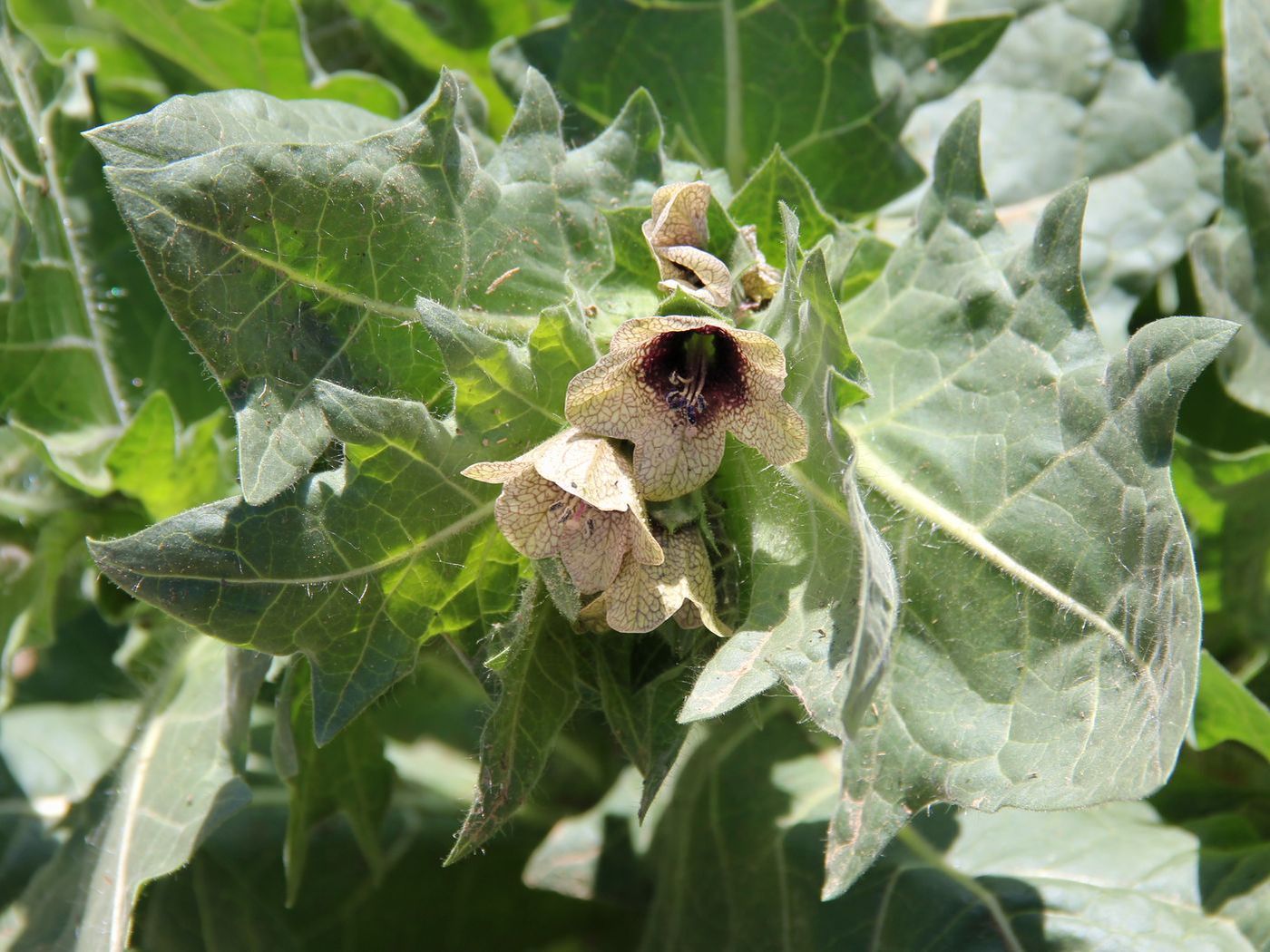 Изображение особи Hyoscyamus niger.