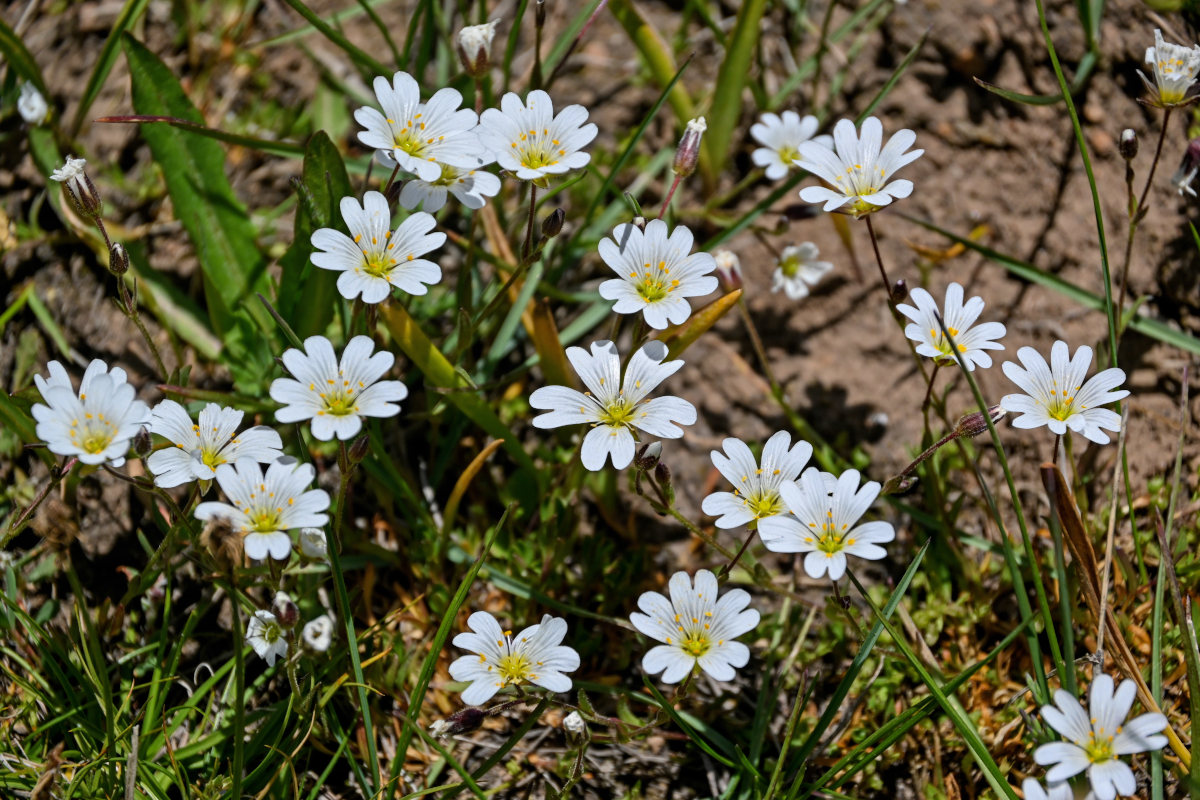 Изображение особи Dichodon cerastoides.