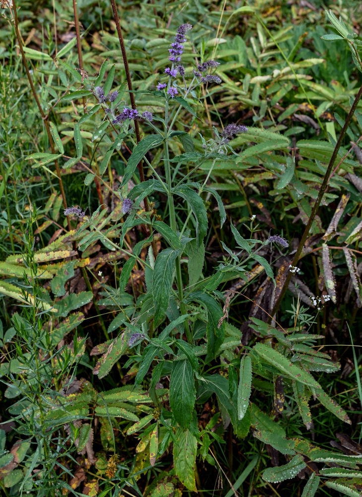 Image of Mentha asiatica specimen.