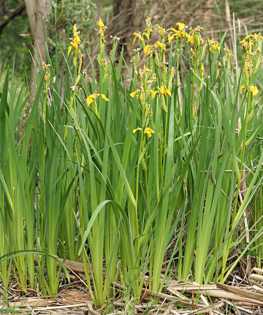 Image of Iris pseudacorus specimen.