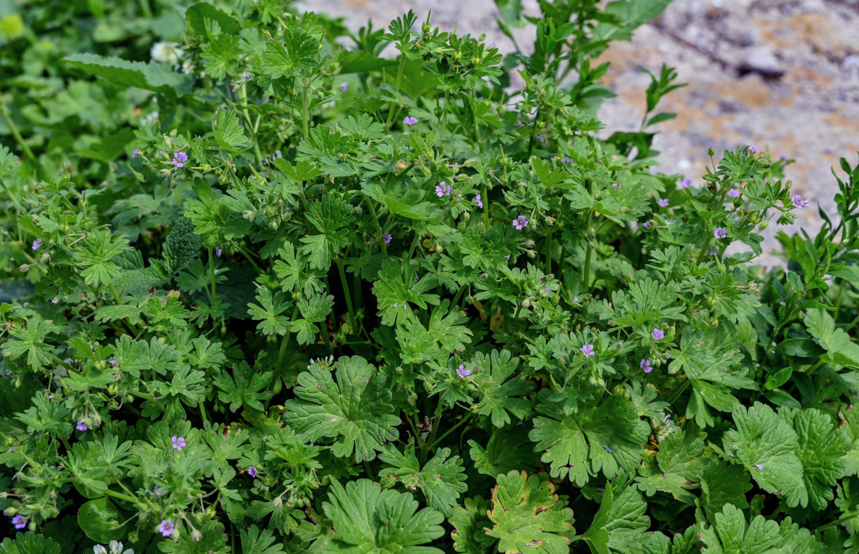 Изображение особи Geranium pusillum.