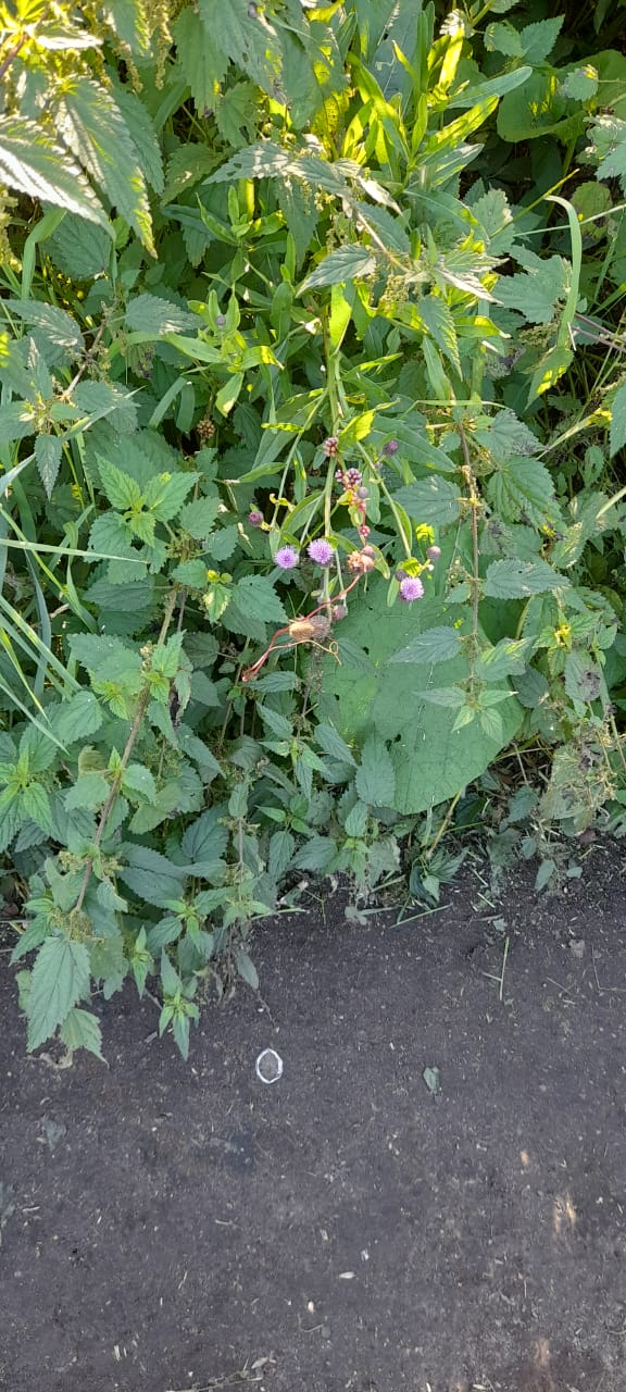 Image of Cuscuta europaea specimen.