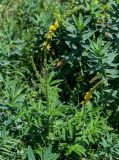 Agrimonia eupatoria