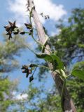 Vincetoxicum scandens