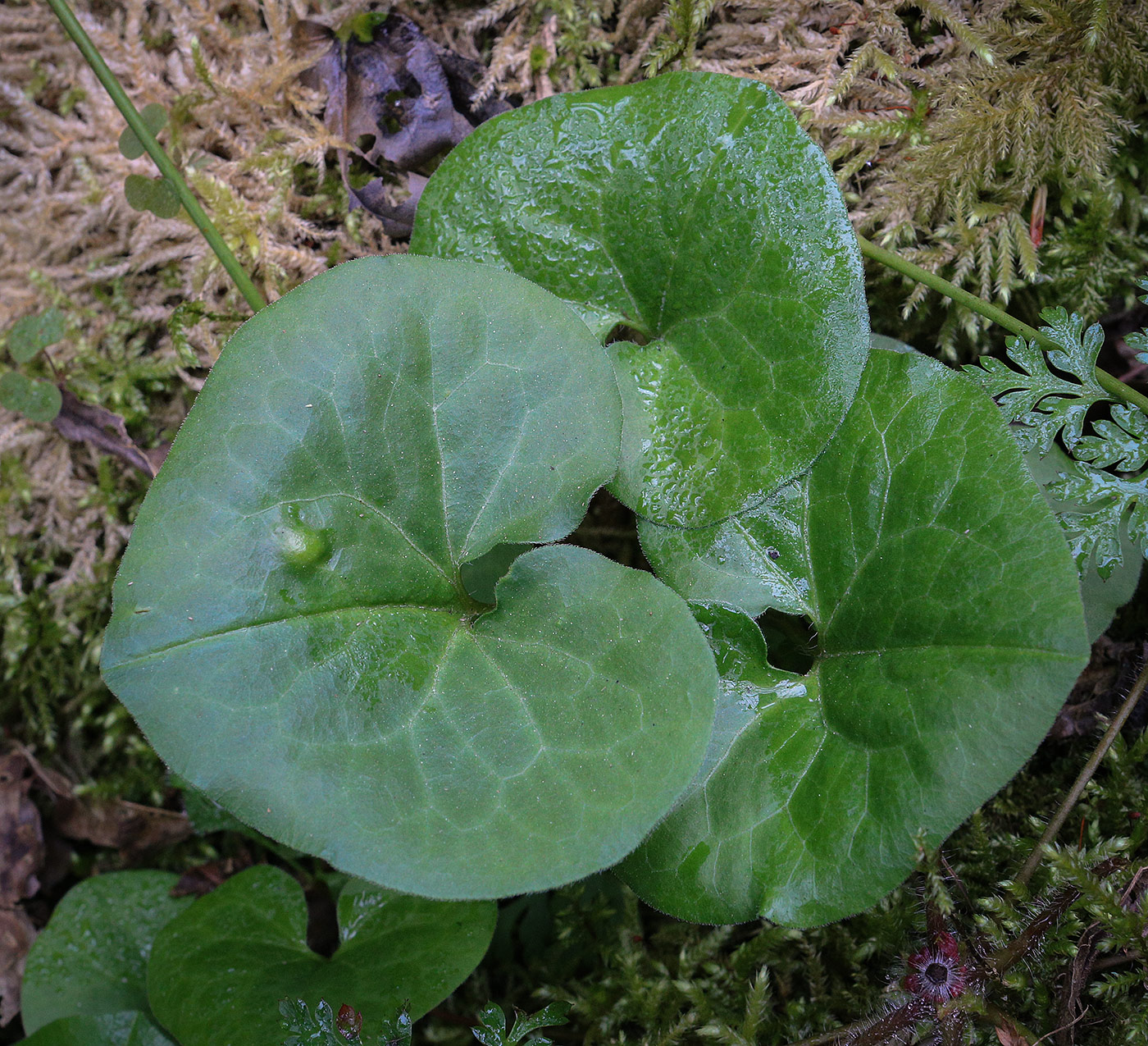 Изображение особи Asarum intermedium.