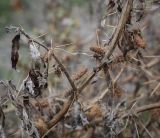 Xanthium spinosum