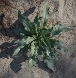 Cynoglossum creticum