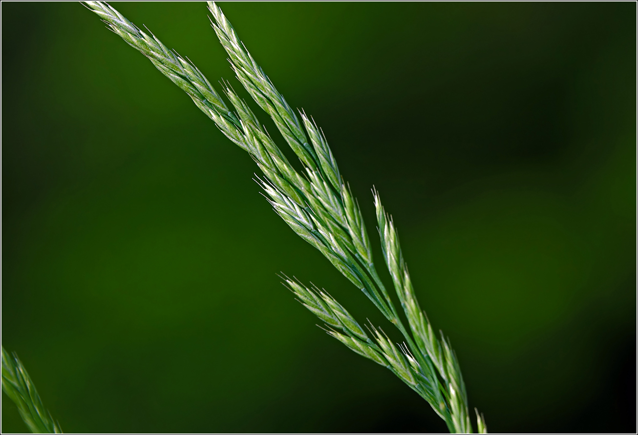 Изображение особи род Festuca.