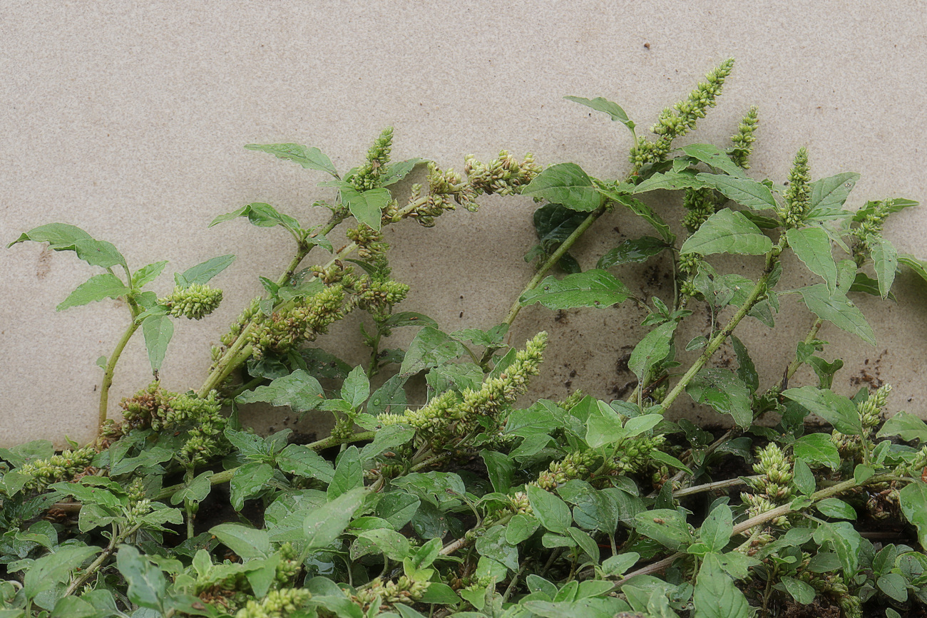 Image of Amaranthus deflexus specimen.