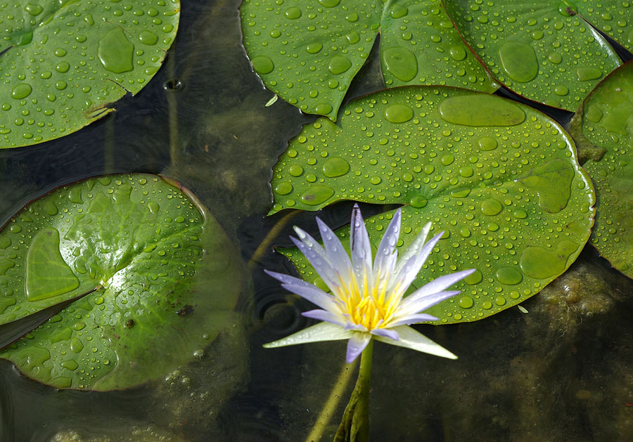 Изображение особи Nymphaea nouchali var. caerulea.