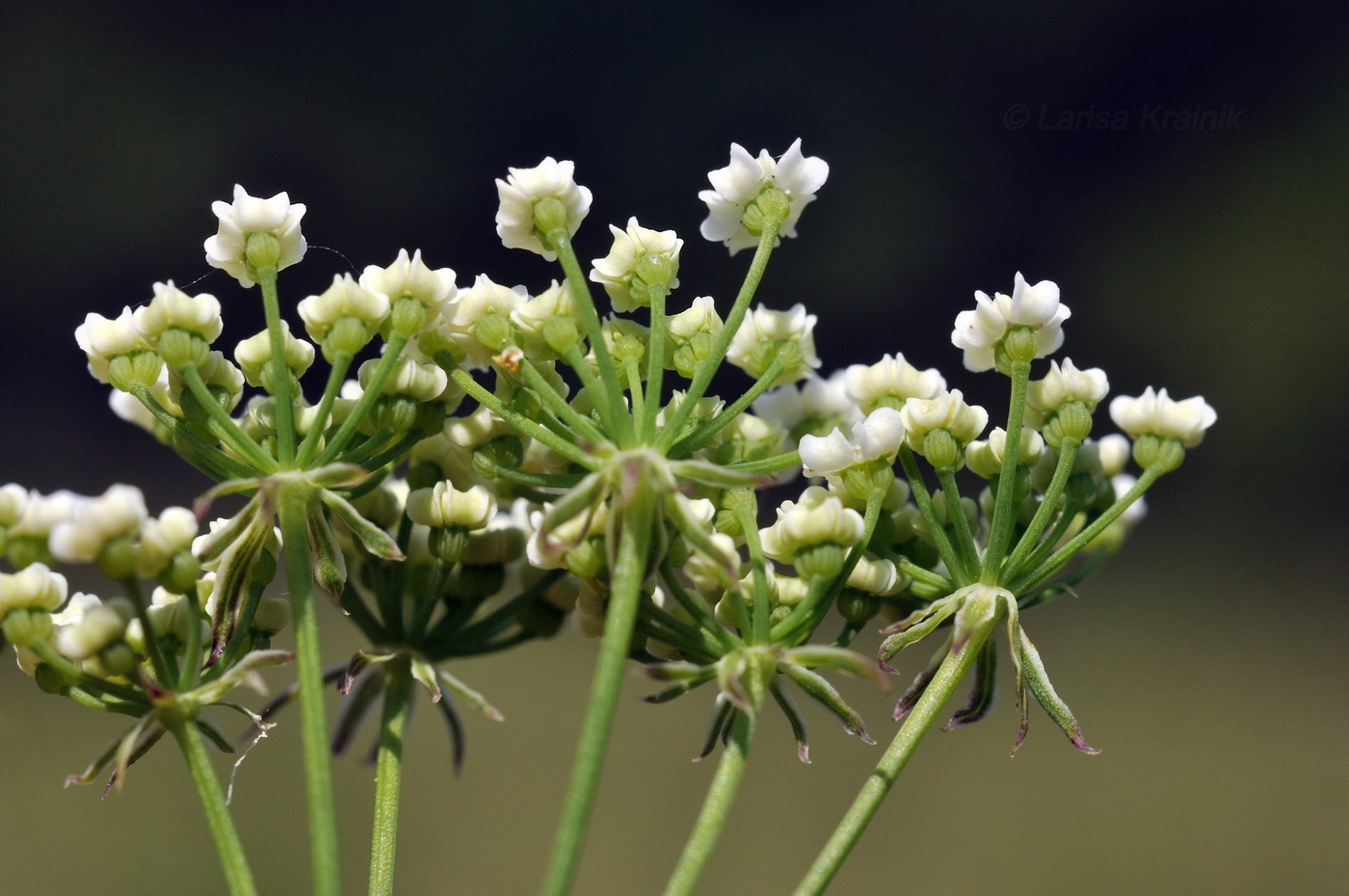 Image of familia Apiaceae specimen.