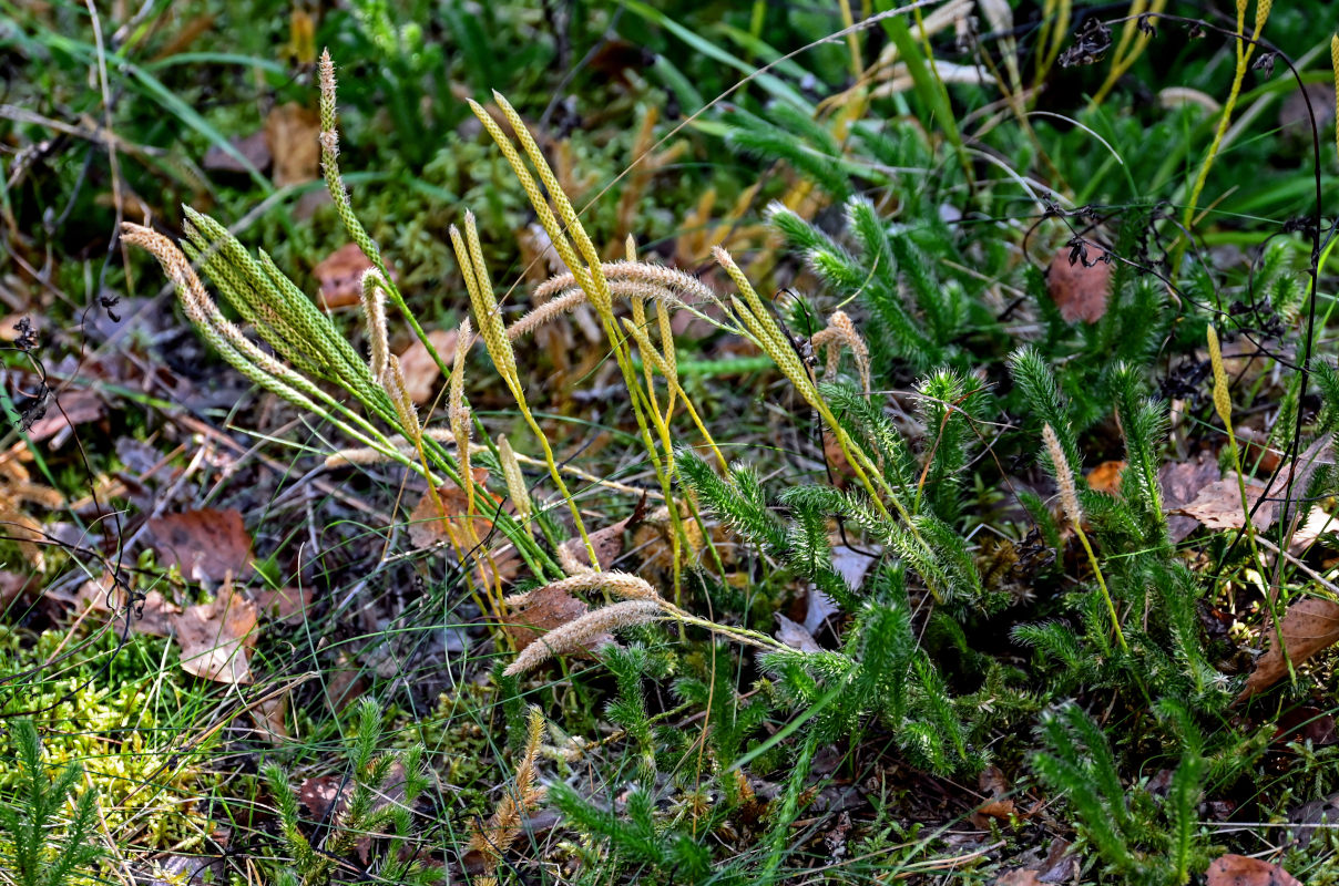Image of Lycopodium clavatum specimen.