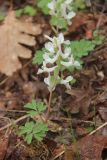 Corydalis caucasica