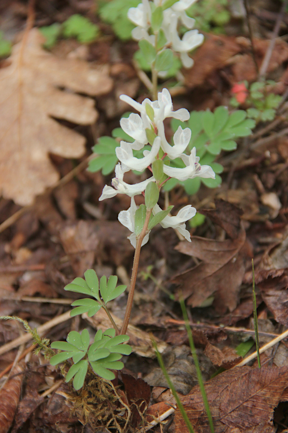 Image of Corydalis caucasica specimen.
