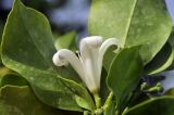 Murraya paniculata