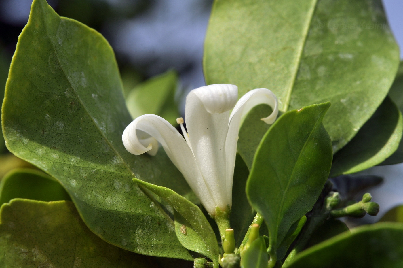 Image of Murraya paniculata specimen.