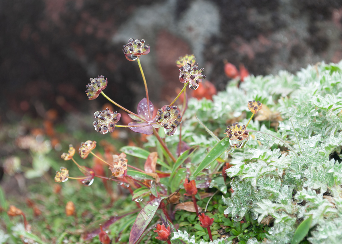 Image of Bupleurum triradiatum specimen.