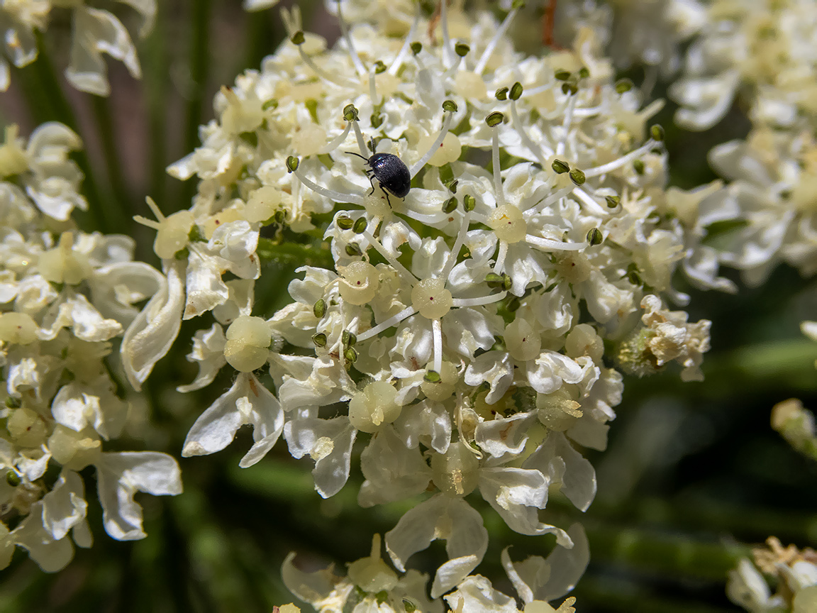 Image of Heracleum stevenii specimen.