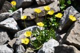 Ranunculus transiliensis. Цветущее растение. Казахстан, Заилийский Алатау в окр. г. Алматы, Большое Алматинское ущ., р-н Космостанции, ≈3500 м н.у.м., крупнообломочные моренные отложения. 27 июля 2024 г.