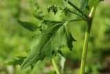 Atriplex calotheca. Часть стебля с листом и основаниями пазушных генеративных побегов. Ленинградская обл., Кингисеппский р-н, окр. дер. Выбье; берег Финского залива, песчаный пляж за рощицей Pinus sylvestris, зона заплеска. 04.08.2024.