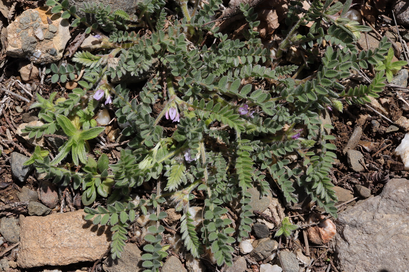 Image of Astragalus sinaicus specimen.