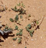 Erodium neuradifolium