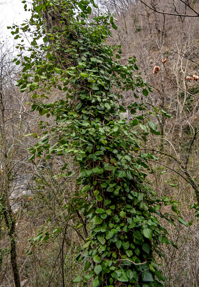 Image of Hedera colchica specimen.