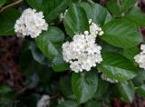 Crataegus chrysocarpa var. rotundifolia