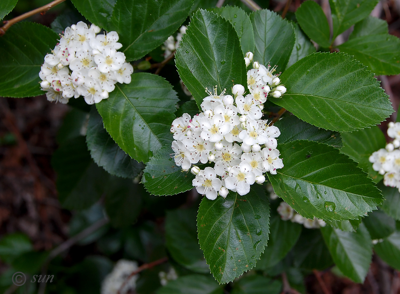 Image of Crataegus chrysocarpa var. rotundifolia specimen.